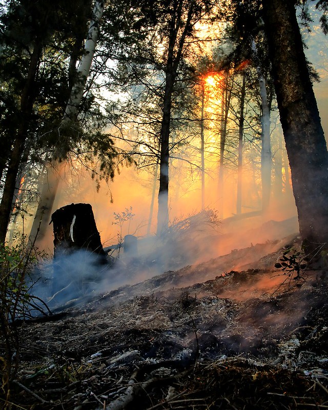 Photo by Austin Catlin of fuels management in progress on hillside